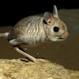 #rimini mamma voglio un jerboa