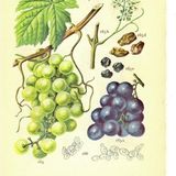 Show 278: War, Politics, Religion and the Medicinal use of Grape