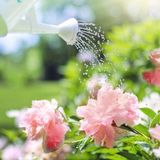 Jardines sostenibles y ahorro de agua: Cuidando la naturaleza en cada gota