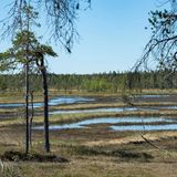 Il clima mette a rischio le ultime torbiere d'Europa.