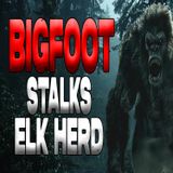 Bigfoot Stalks Elk Herd