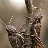 La Vida Sin Nosotros: En el Cielo #documental #ciencia #apocalipsis #podcast