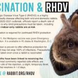 S6 E4: Little Bunny Foo Foo: The Story of Rabbit Hemorrhagic Disease Virus