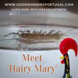 Portugal news, weather & today: bread (cont.), hairy marys & holidays