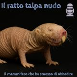 🎧 Fuori Scala #14 - Il mammifero che ha smesso di obbedire -