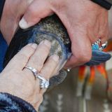 For Klamath Tribes, Suckerfish Mean Renewed Life