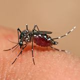 Il West Nile virus spiegato dal primario Giancarlo Bosio