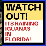 A PLAGUE OF FALLING IGUANAS IN FLORIDA!