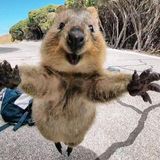 #srn Quokka belloooooh