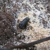 Gli scarti degli insetti sono un_alternativa ai fertilizzanti tradizionali