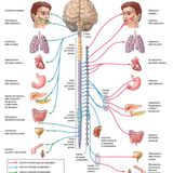 Il  Sistema Nervoso Autonomo