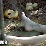 Sadists_ Three Cases of Serial Killers of Young Women _ The New Detectives