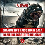 Drammatico Episodio In Casa: Bambino Aggredito Dal Cane!