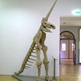 L’unicorno di Magdeburgo: la storia del fossile più mal interpretato della scienza europea