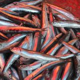 Pesce biologico: cosa significa davvero e perché sceglierlo