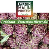 Artichaut - Protection Hivernale