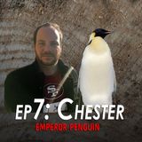 7 - Chester the Emperor Penguin