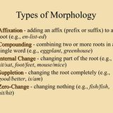 Morphology rules