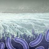 Ancient Viruses locked in Ice