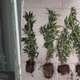 Coltivava marijuana sul davanzale, segnalato un 52enne
