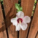 Blossoms Arrive
