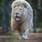 Inner Journey with Greg Friedman welcomes SIMON NEEDHAM GG CONSERVATION