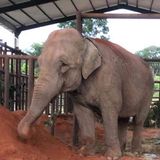 Mara, la elefante que fue liberada en medio de la pandemia