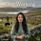 Dog Working - Discover the working breeds changing the world with Juniper Snout