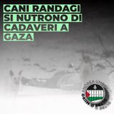 Cani randagi si nutrono di cadaveri a Gaza