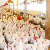 Avicultura: influenza aviária, exportações e custos de produção | BBcast Agro – 02/10/2025