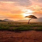 004.2 African Savannah pt2