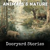 Dooryard Stories - Clara Dillingham Pierson