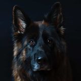 Perros de guerra
