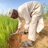Point sur la production rizicole à Saga (Le Niger sur Kalangou)