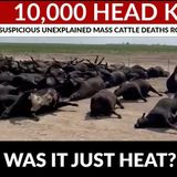 Ep. #055 - 10,000 Dead Cattle