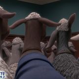 Sheep Don’t Judge Shepherd