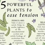 Plants 🪴 to help Calm Your Nervous system with Lady Eden of Eden's Living TV ch 16 WYBU