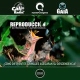 NUESTRO OXÍGENO Reproducción y estrategias de supervivencia ¿cómo diferentes animales aseguran su descendencia