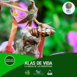 NUESTRO OXÍGENO Alas de vida, la magia de las mariposas