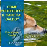 Come Proteggere il Cane dal CALDO