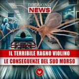 Il Terribile Ragno Violino: Le Conseguenze Del Suo Morso!