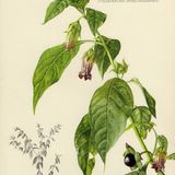 Show 203: Honeysuckle, Horse Radish and Poisonous Nightshades