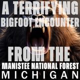 A BIGFOOT ENCOUNTER FROM THE MANISTEE NATIONAL FOREST IN MICHIGAN (LAKE MICHIGAN) A FACE TO REMEMBER