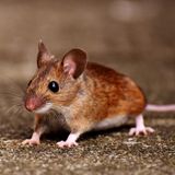 Histora myszy harwardzkiej