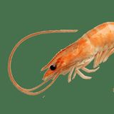 IL GIOVANE GAMBERO di Gianni Rodari