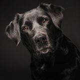 The Dogs of the Forest