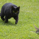 Ecología para todos: Gatófilos contra fauna