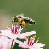 Salvare le api, l'apicoltore Marco Valsesia: «Piantiamo fiori!»