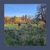 #218 Giardino in movimento: come curare il verde con meno fatica