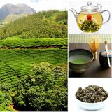 Storia e varianti del tè - La bevanda più bevuta al mondo
